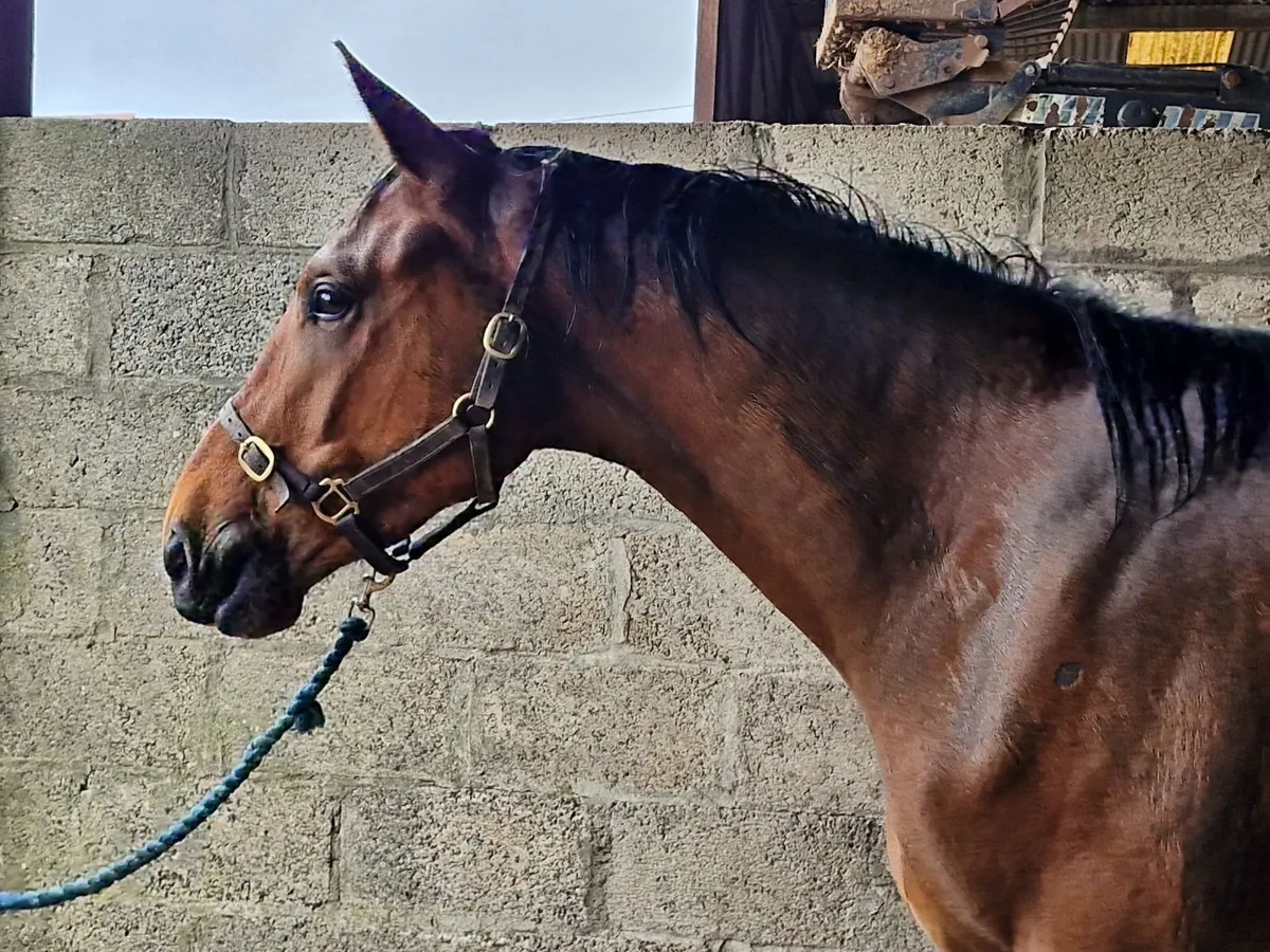 Irish Sport Horse gelding - Image 2