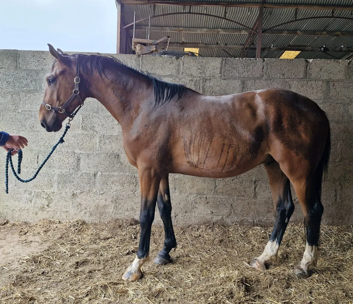 Irish Sport Horse gelding - Image 3