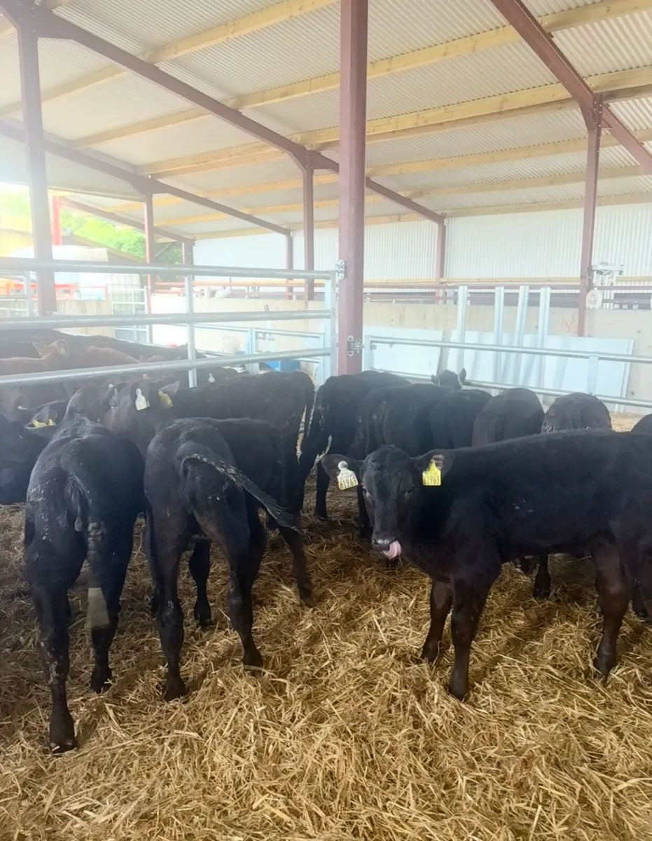 25 smashing 3-4 month old Angus heifers - Image 2