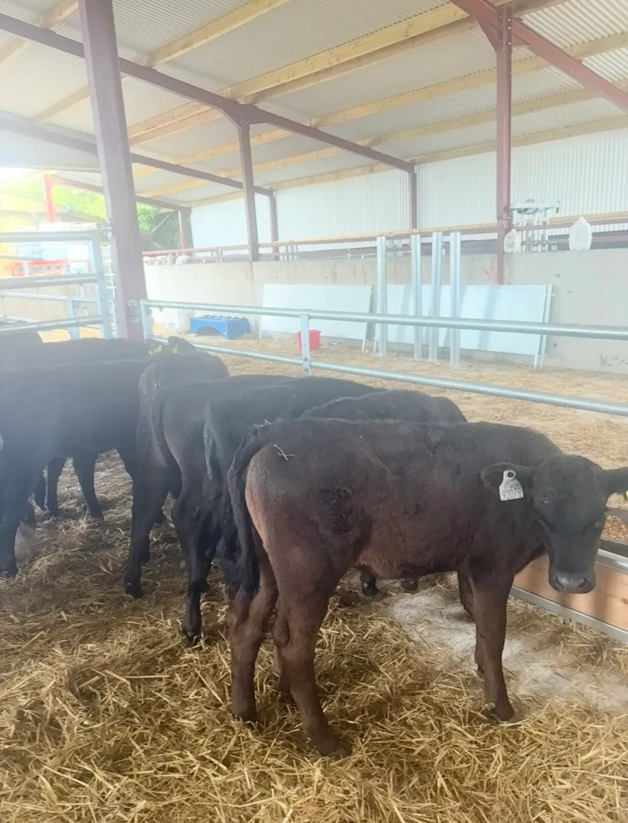 25 smashing 3-4 month old Angus heifers - Image 3