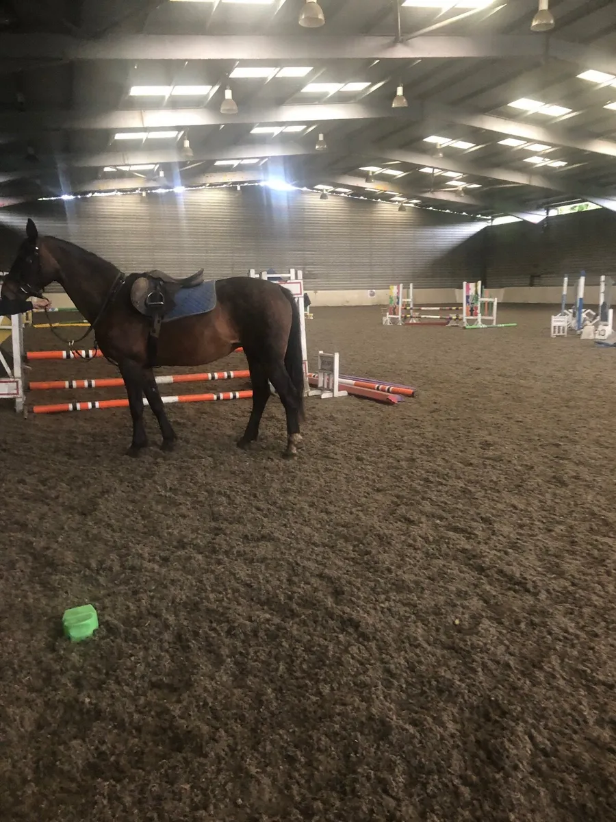 Horses - Image 1