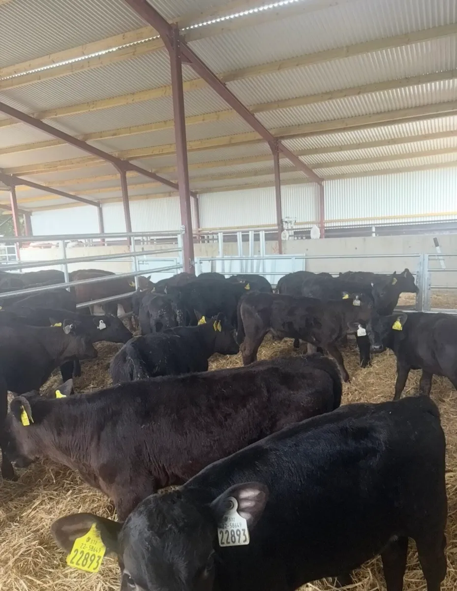 25 smashing 3-4 month old Angus heifers - Image 1