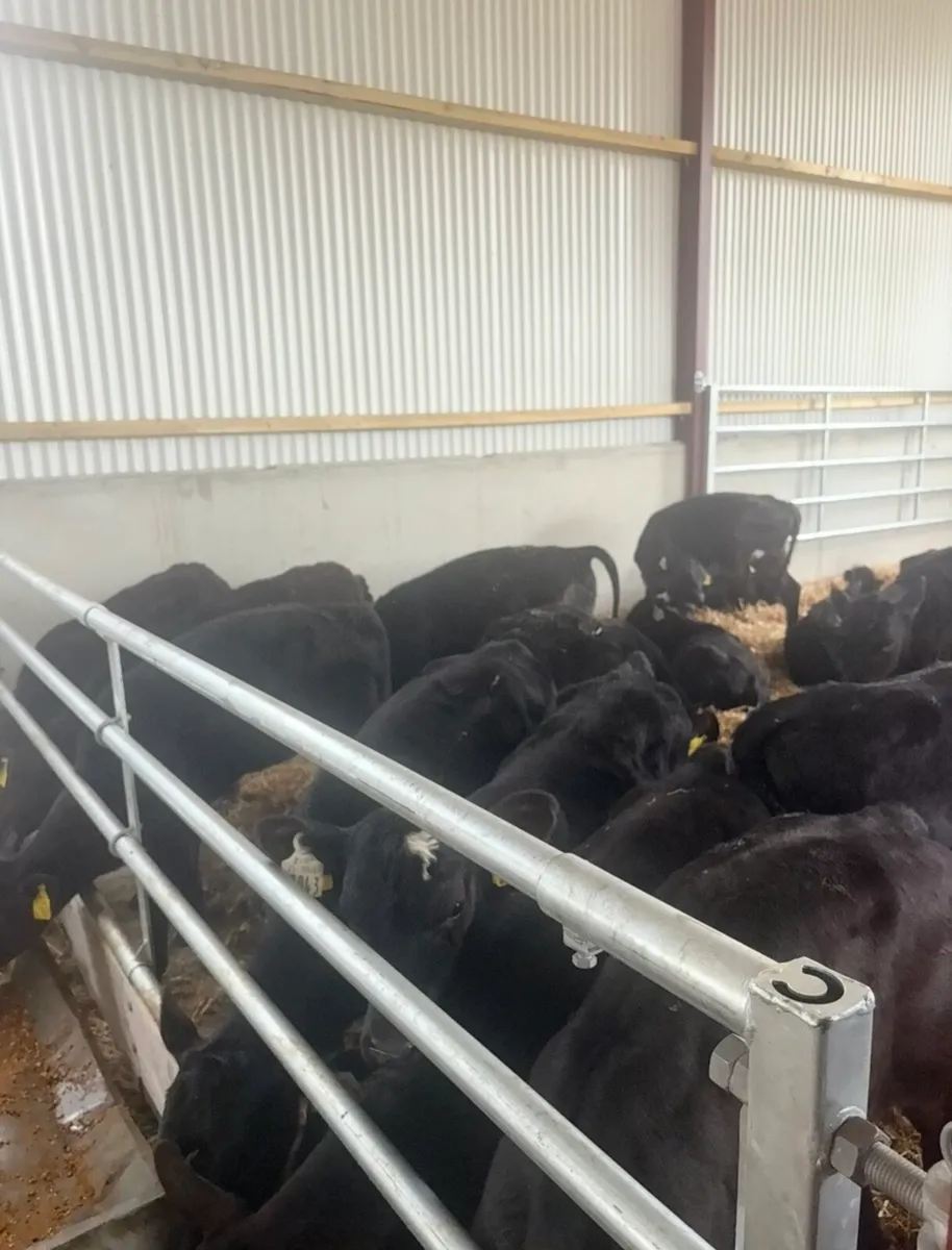 25 smashing 3-4 month old Angus heifers - Image 4