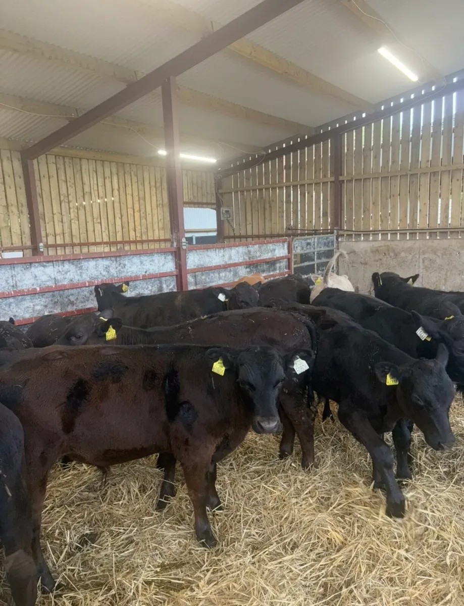 16 top class 180kg bull Weanlings - Image 1