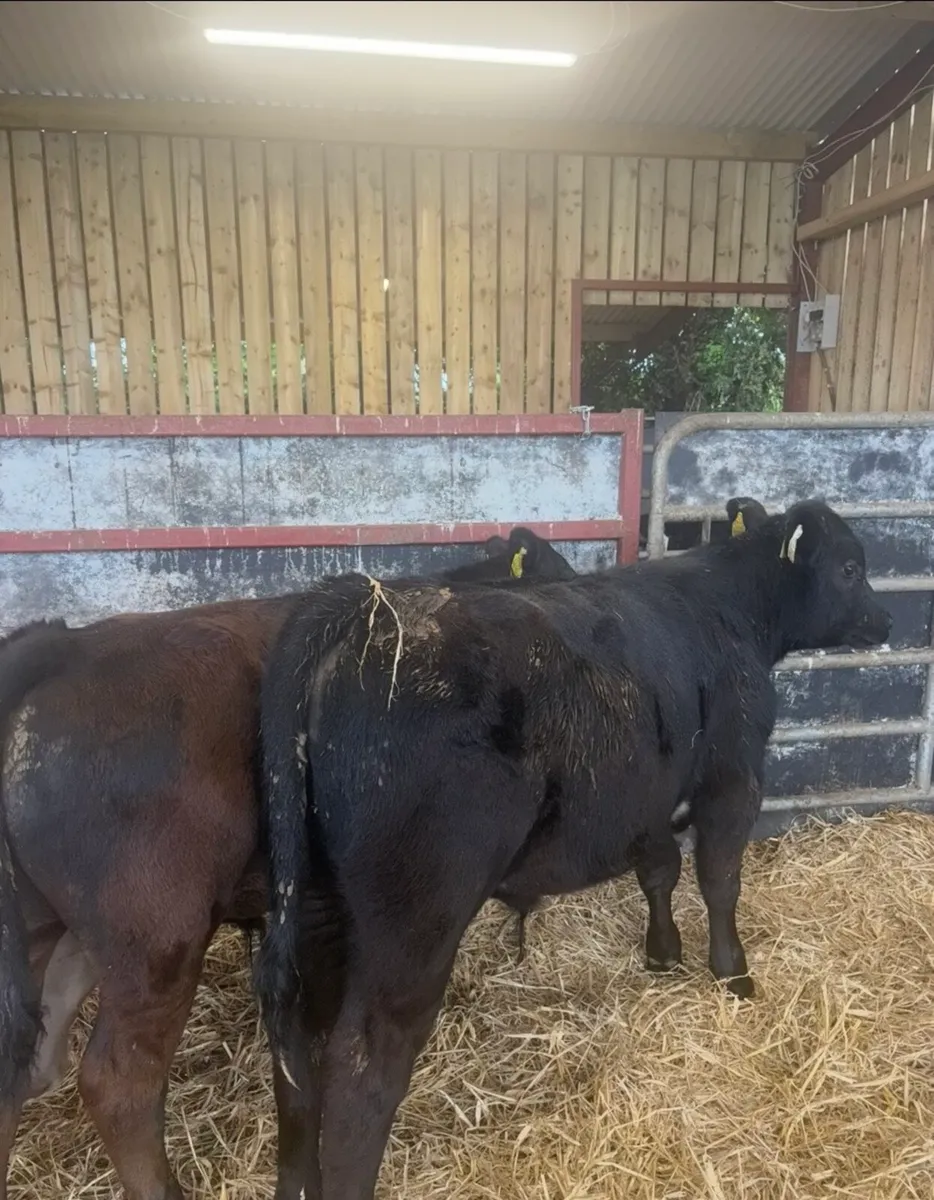 16 top class 180kg bull Weanlings - Image 4
