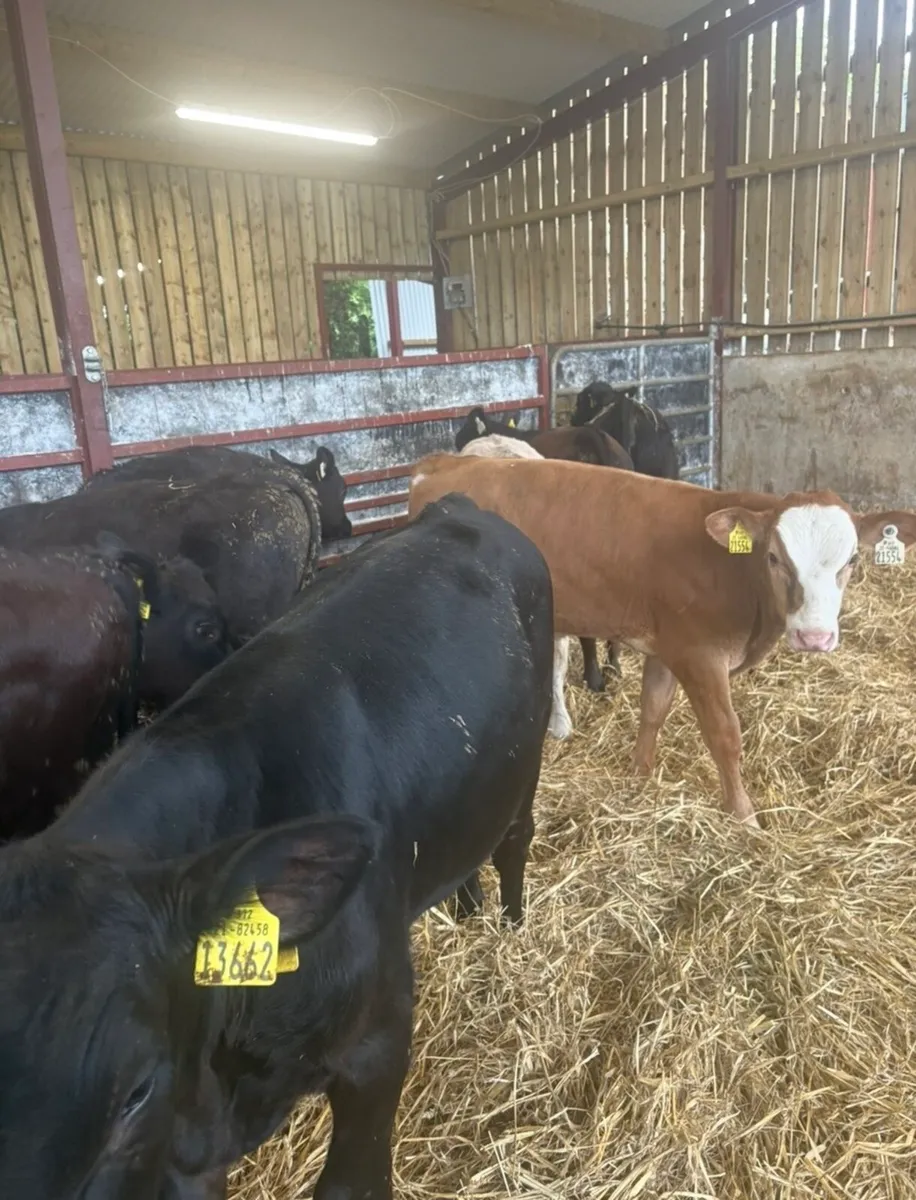 16 top class 180kg bull Weanlings - Image 2