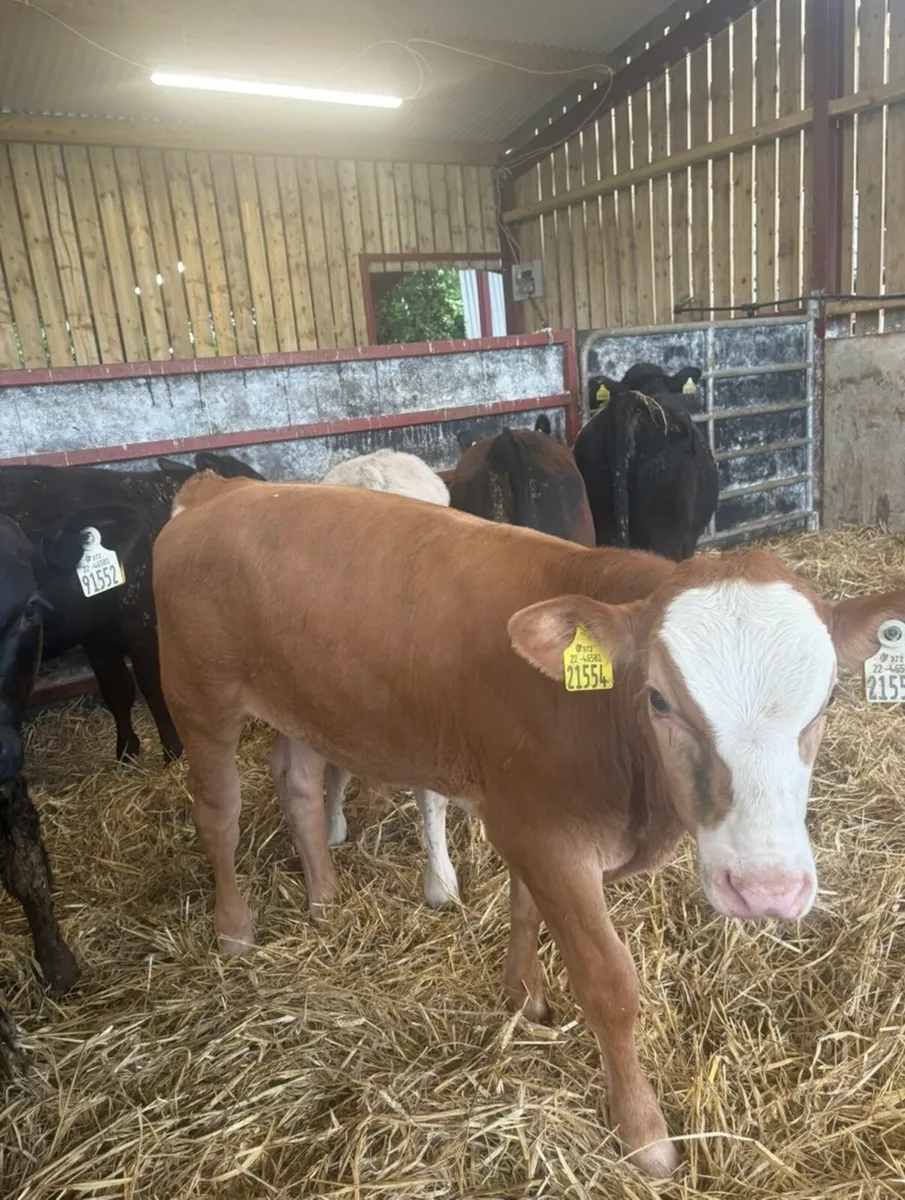16 top class 180kg bull Weanlings - Image 3