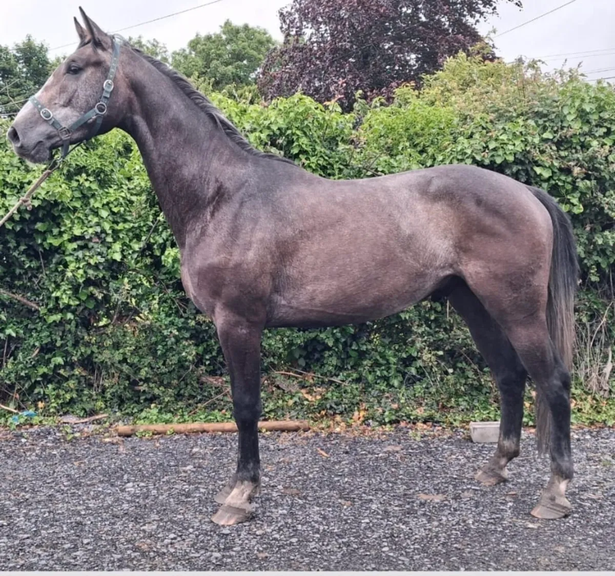 3 YEAR OLD GELDING BY IMNOTAFRAID FORTUNA - Image 1