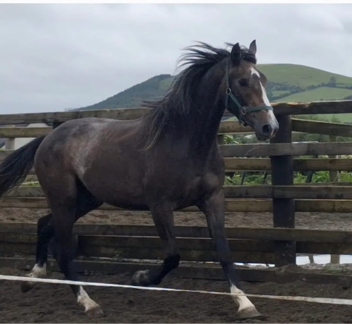 3 YEAR OLD GELDING BY IMNOTAFRAID FORTUNA - Image 3