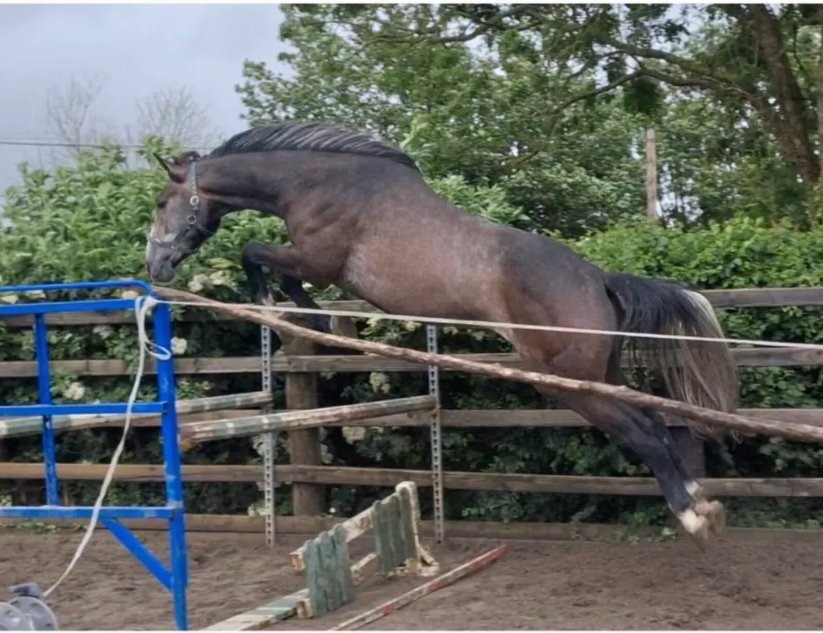 3 YEAR OLD GELDING BY IMNOTAFRAID FORTUNA - Image 4