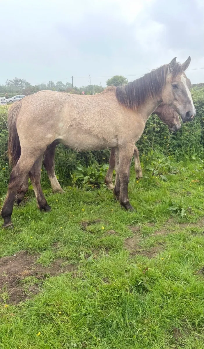 Dun Irish draught yearling filly - Image 2