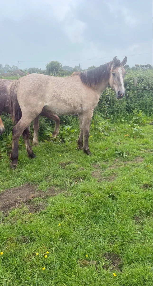 Dun Irish draught yearling filly - Image 3