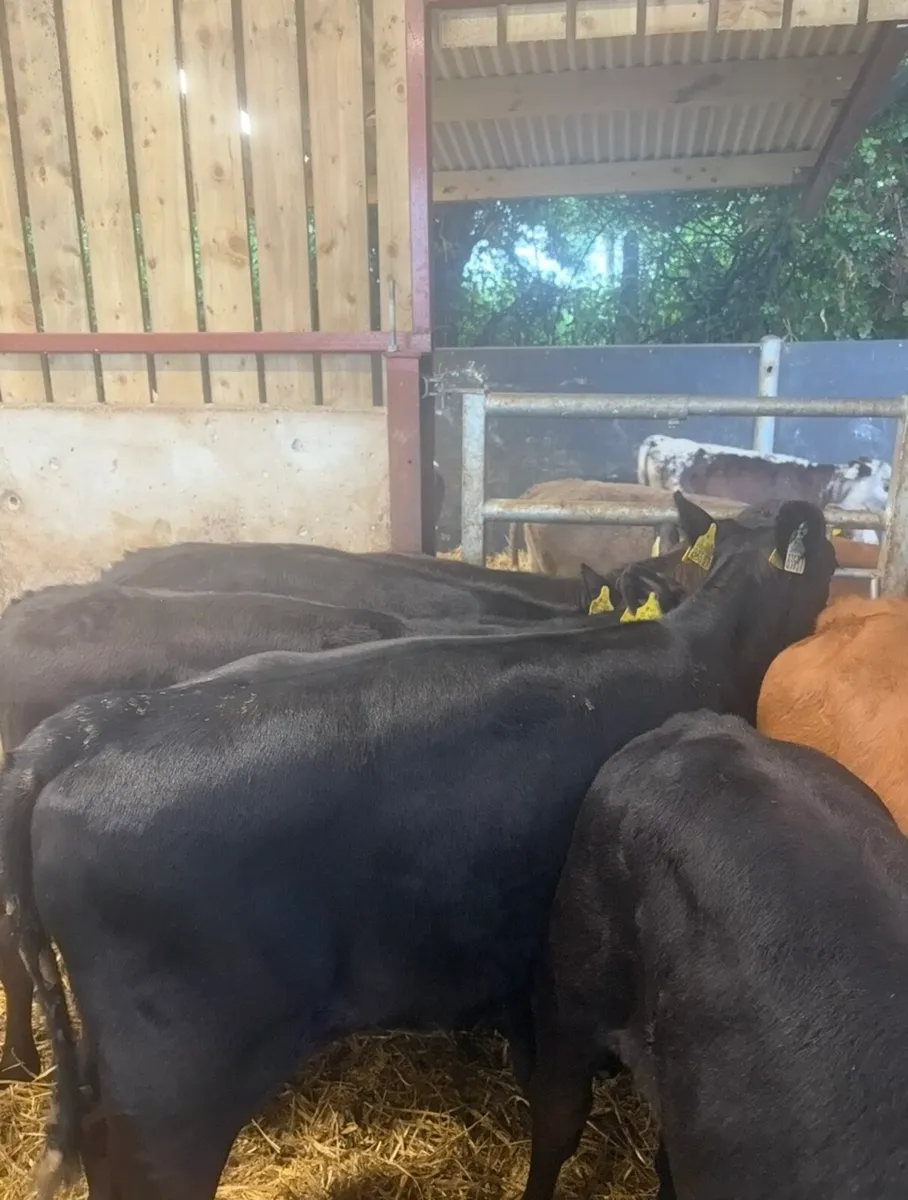 12 super 160kg angus heifers - Image 2