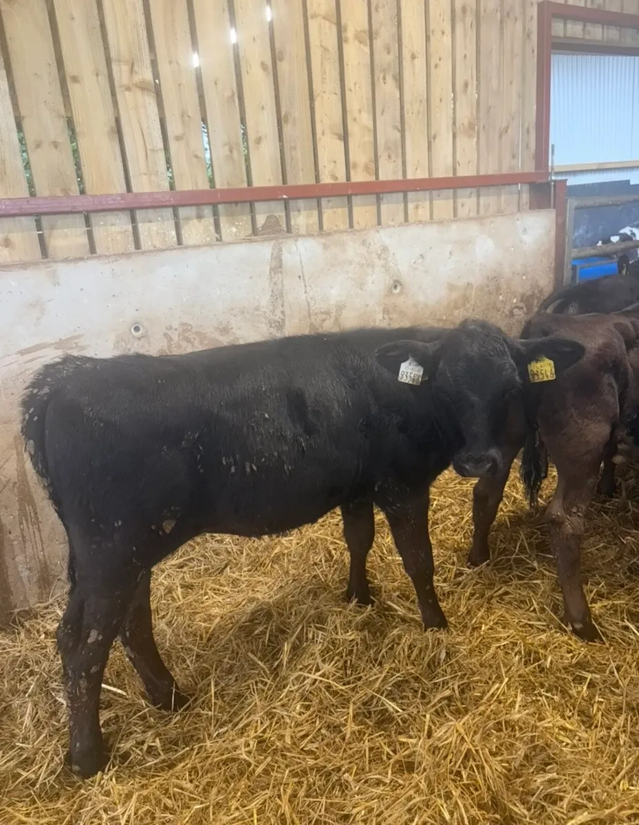 12 super 160kg angus heifers - Image 3