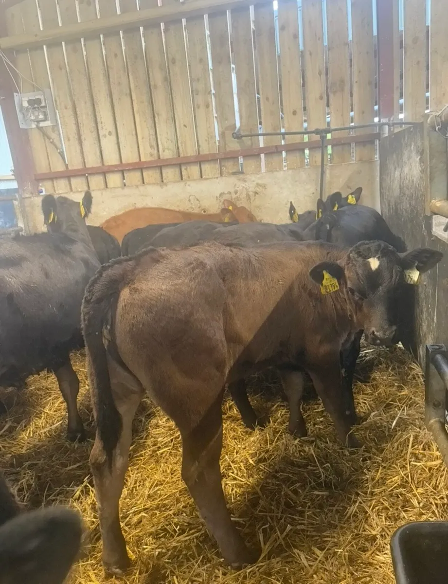 12 super 160kg angus heifers - Image 4