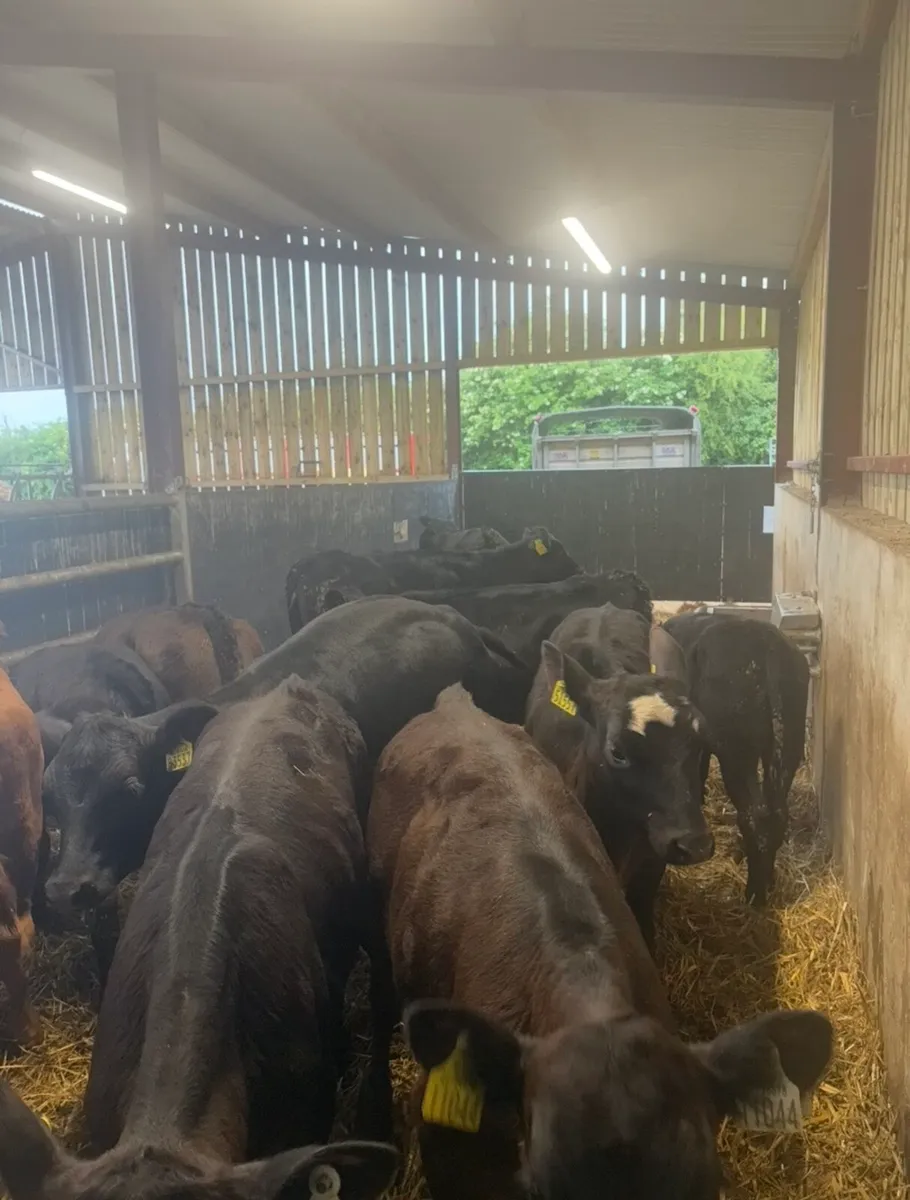 12 super 160kg angus heifers - Image 1