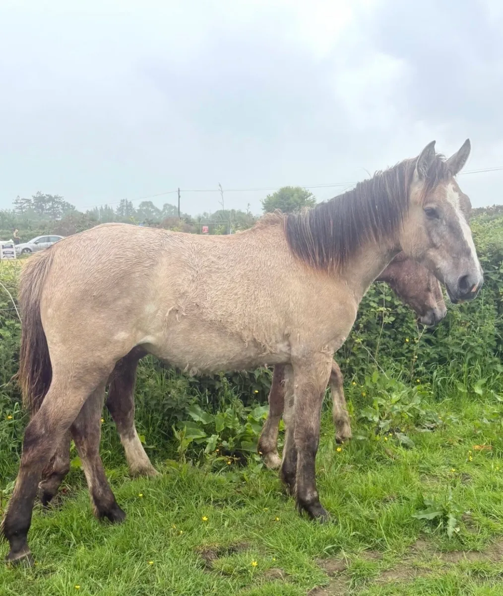 Dun Irish draught yearling filly - Image 1