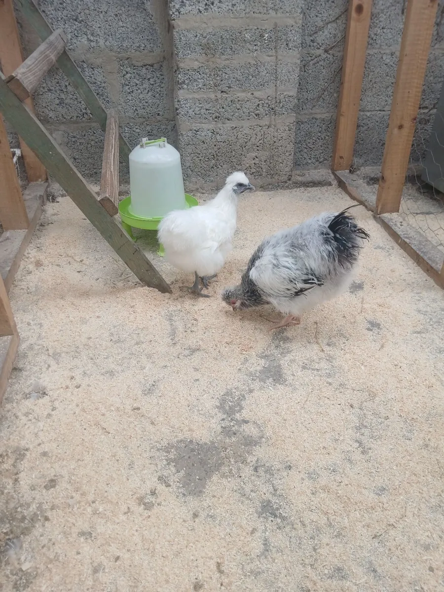 Chickens - Image 3