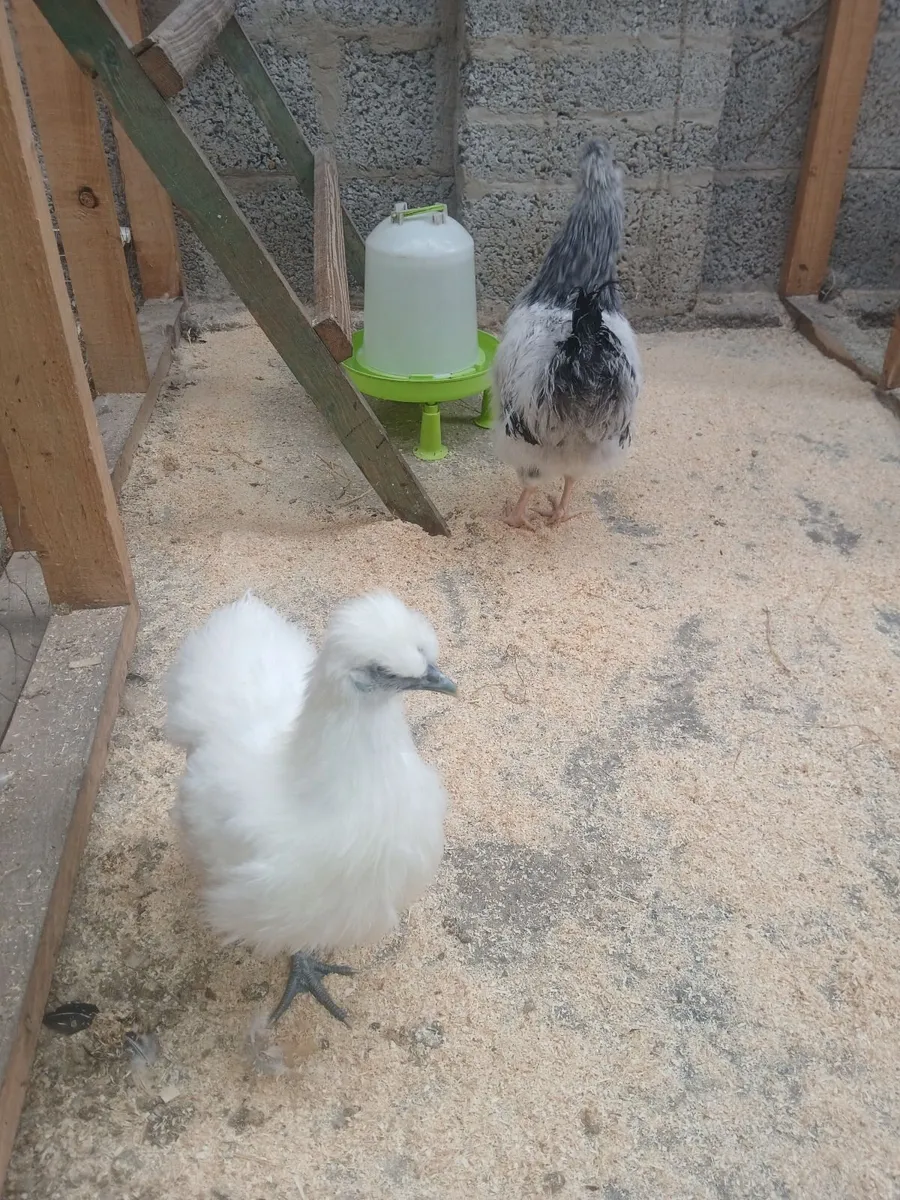 Chickens - Image 4
