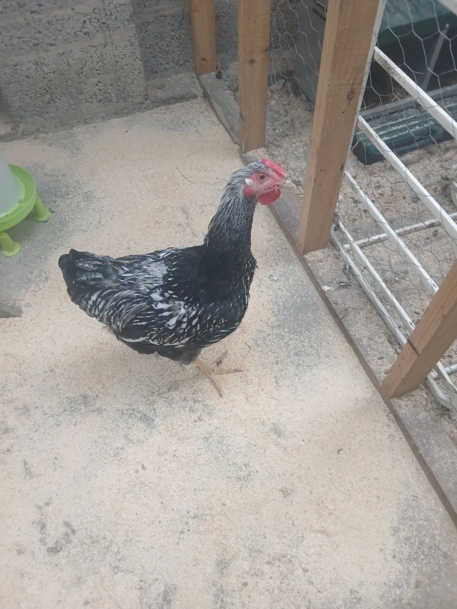 Chickens - Image 2
