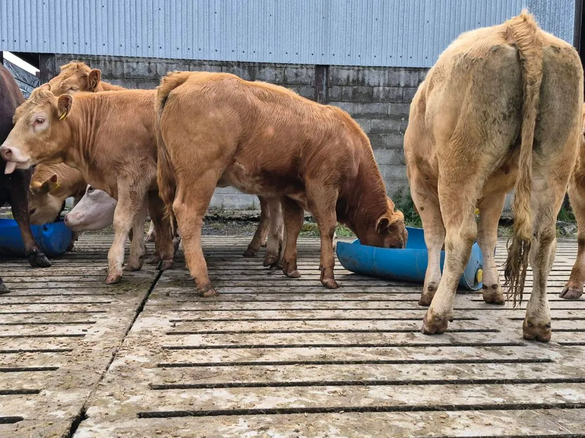 35 Super Charollais Heifer Weanlings - Image 1