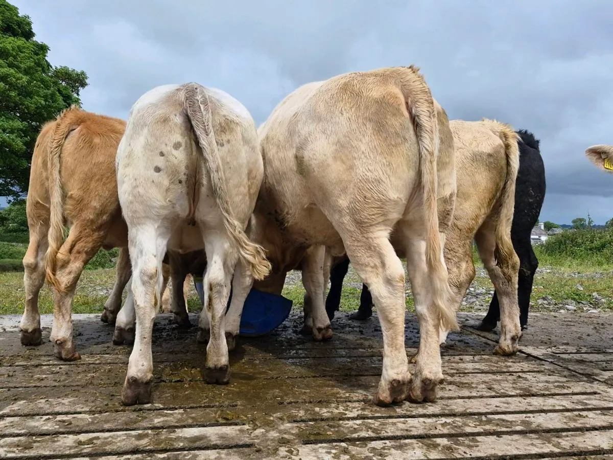35 Super Charollais Heifer Weanlings - Image 2