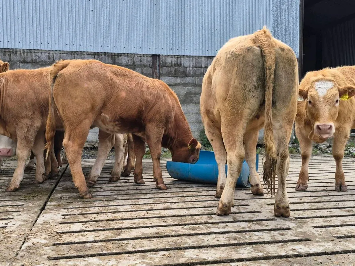 35 Super Charollais Heifer Weanlings - Image 3
