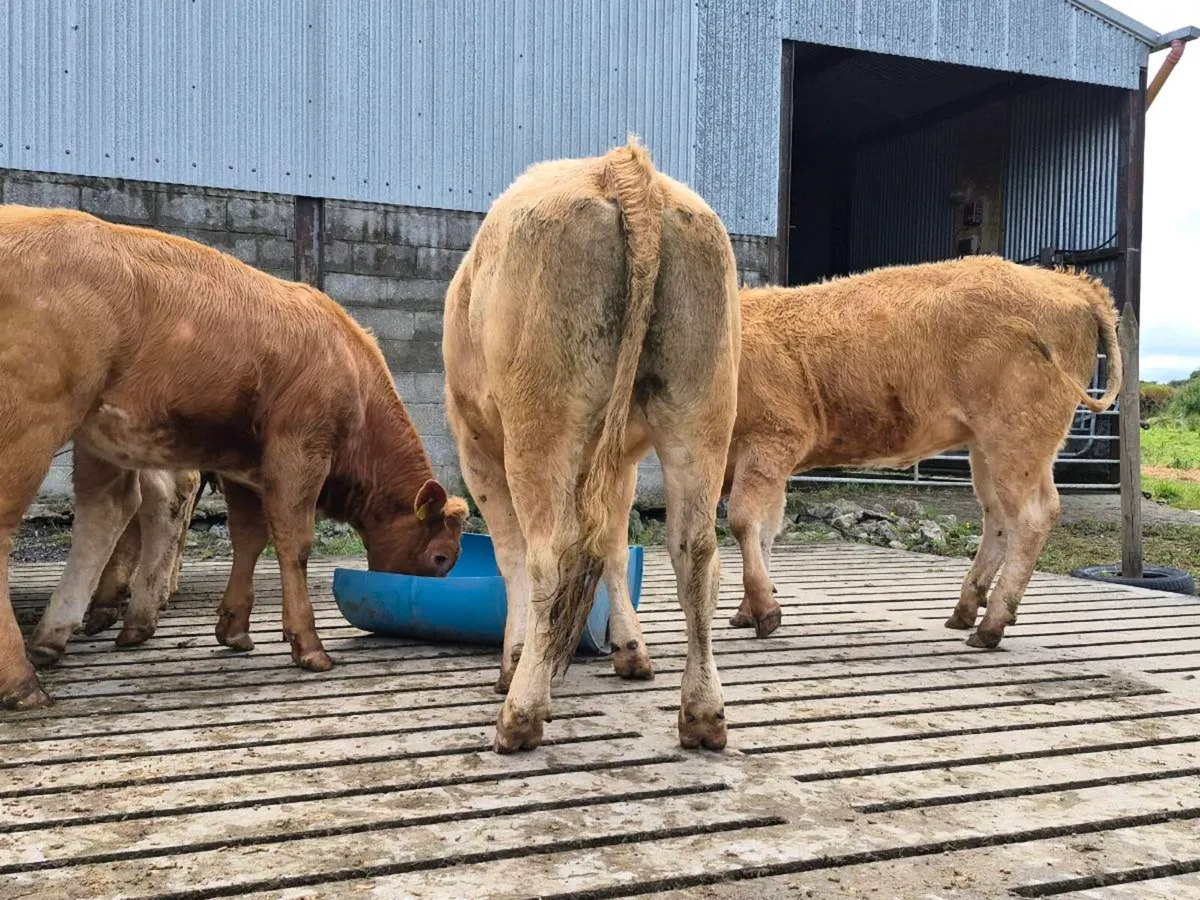 35 Super Charollais Heifer Weanlings - Image 4