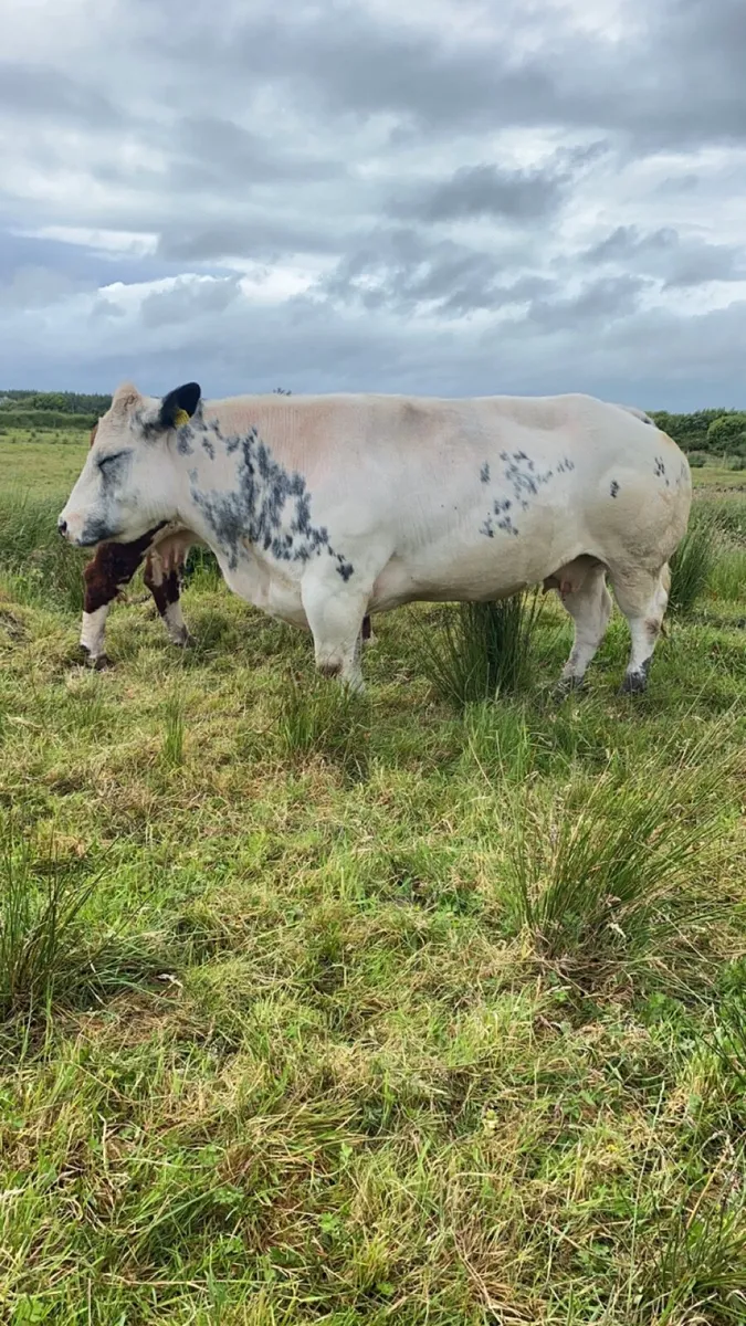 Pedigree Belgian Blue cow - Image 2