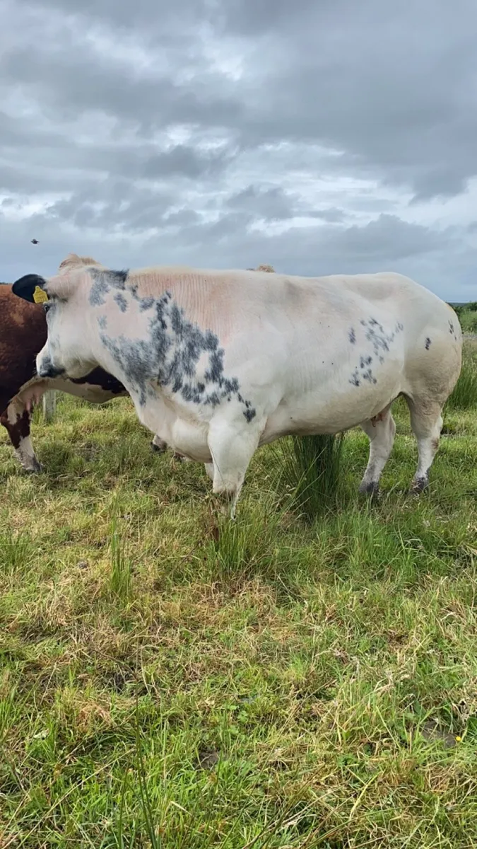Pedigree Belgian Blue cow - Image 3