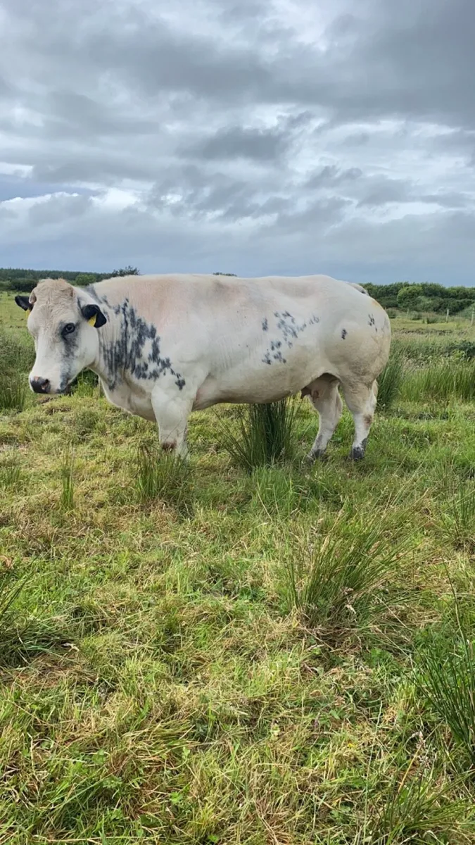 Pedigree Belgian Blue cow - Image 1