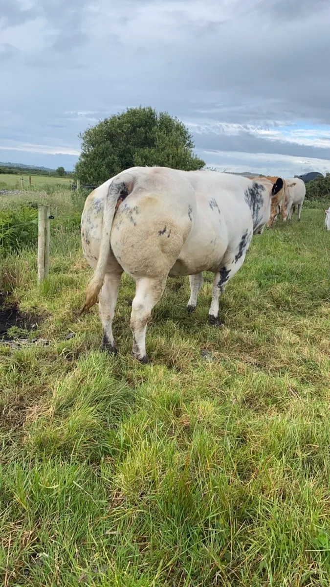 Pedigree Belgian Blue cow - Image 4