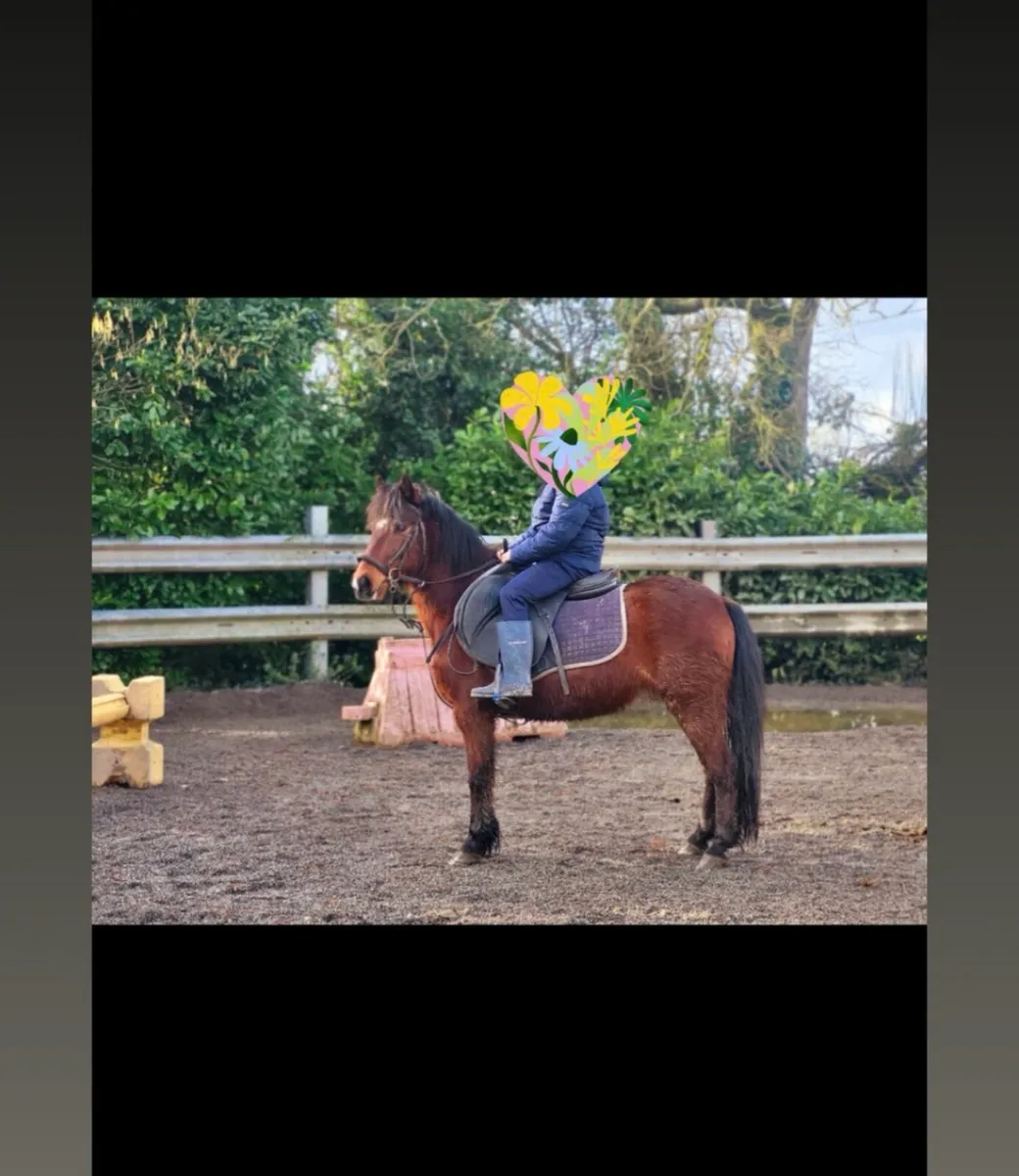 Pony - Image 2
