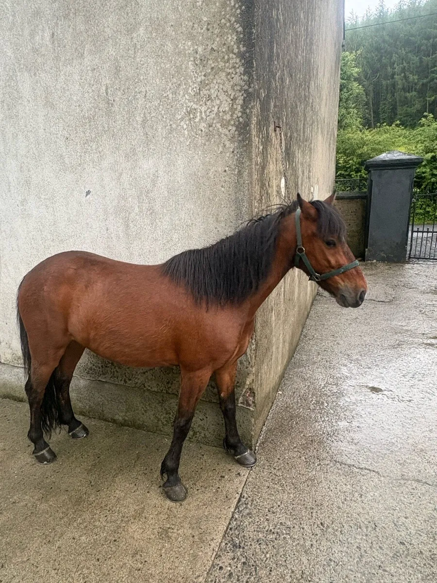 Pony - Image 3