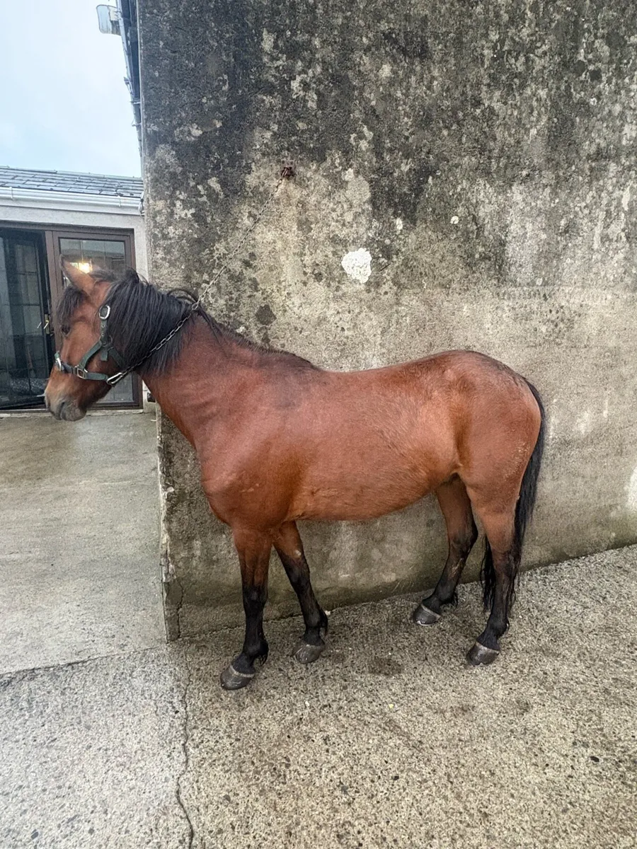 Pony - Image 4