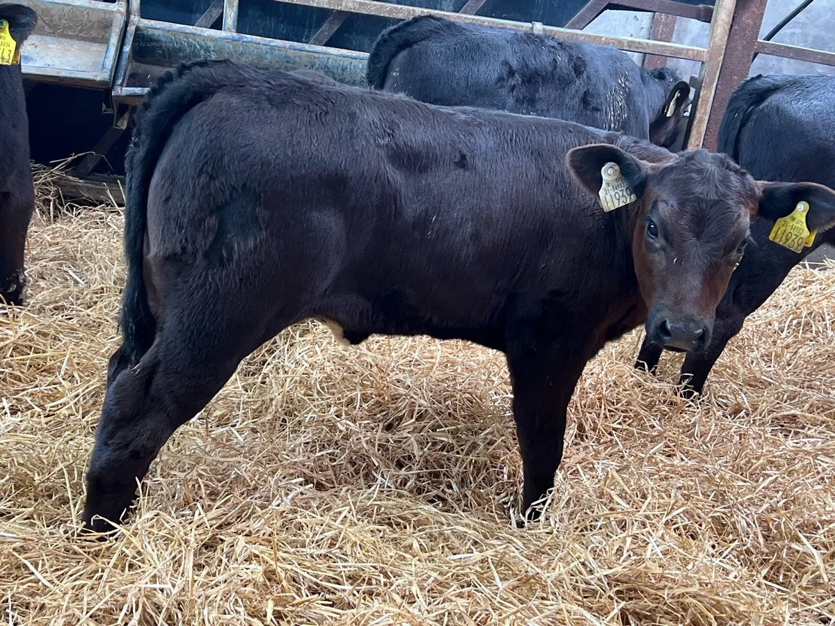 Aberdeen Angus Heifers - Image 3