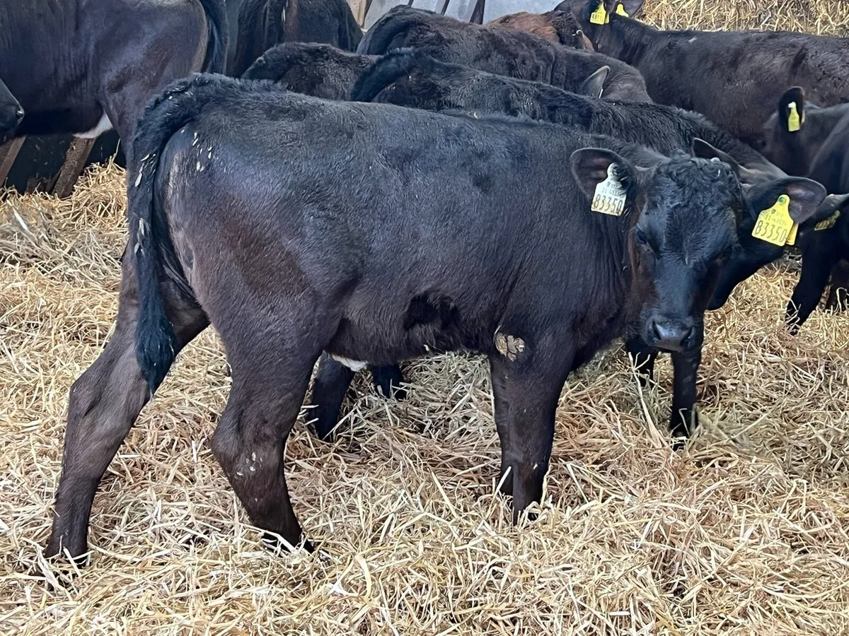 Aberdeen Angus Heifers - Image 1