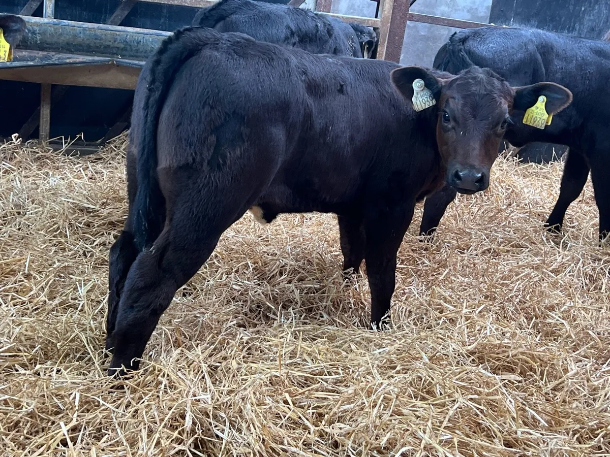 Aberdeen Angus Heifers - Image 2