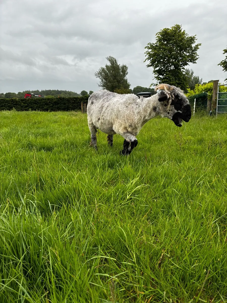 Valvais ewe and lamb - Image 3