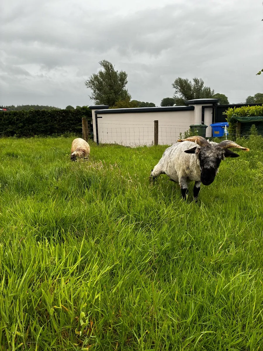 Valvais ewe and lamb - Image 4