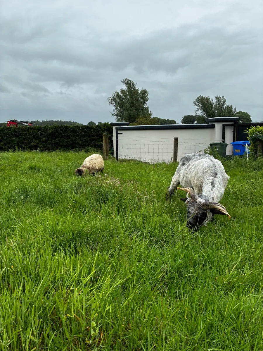 Valvais ewe and lamb - Image 1