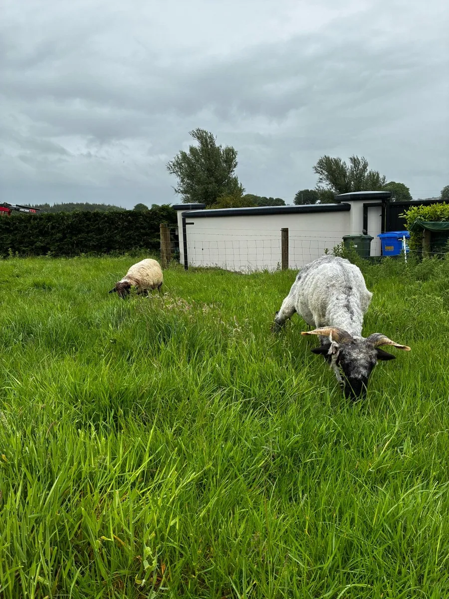 Valvais ewe and lamb - Image 2