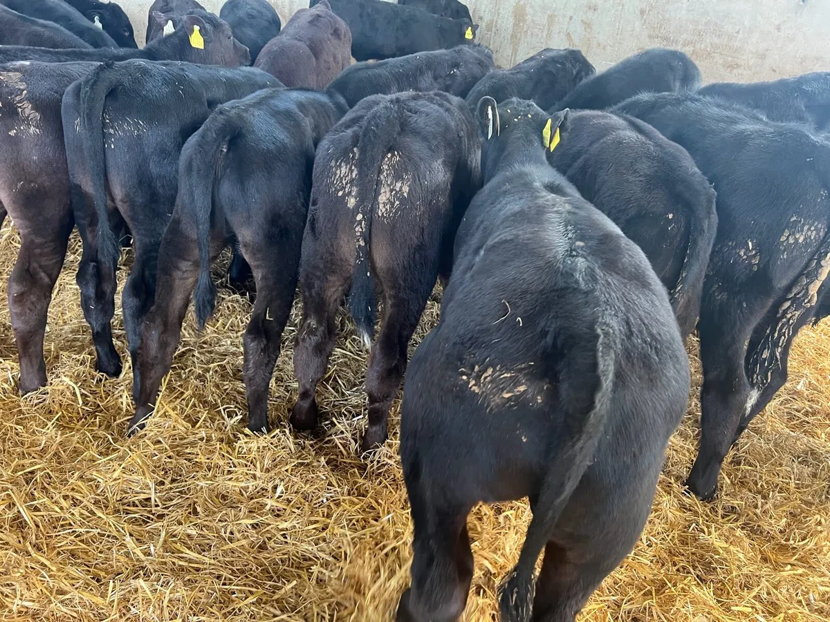 Aberdeen Angus Bulls - Image 2