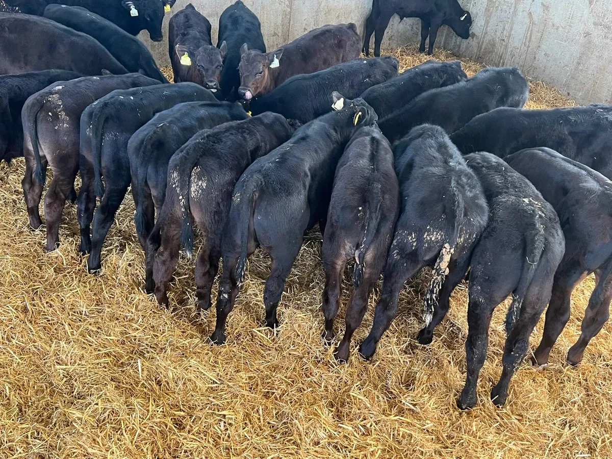 Aberdeen Angus Bulls - Image 3