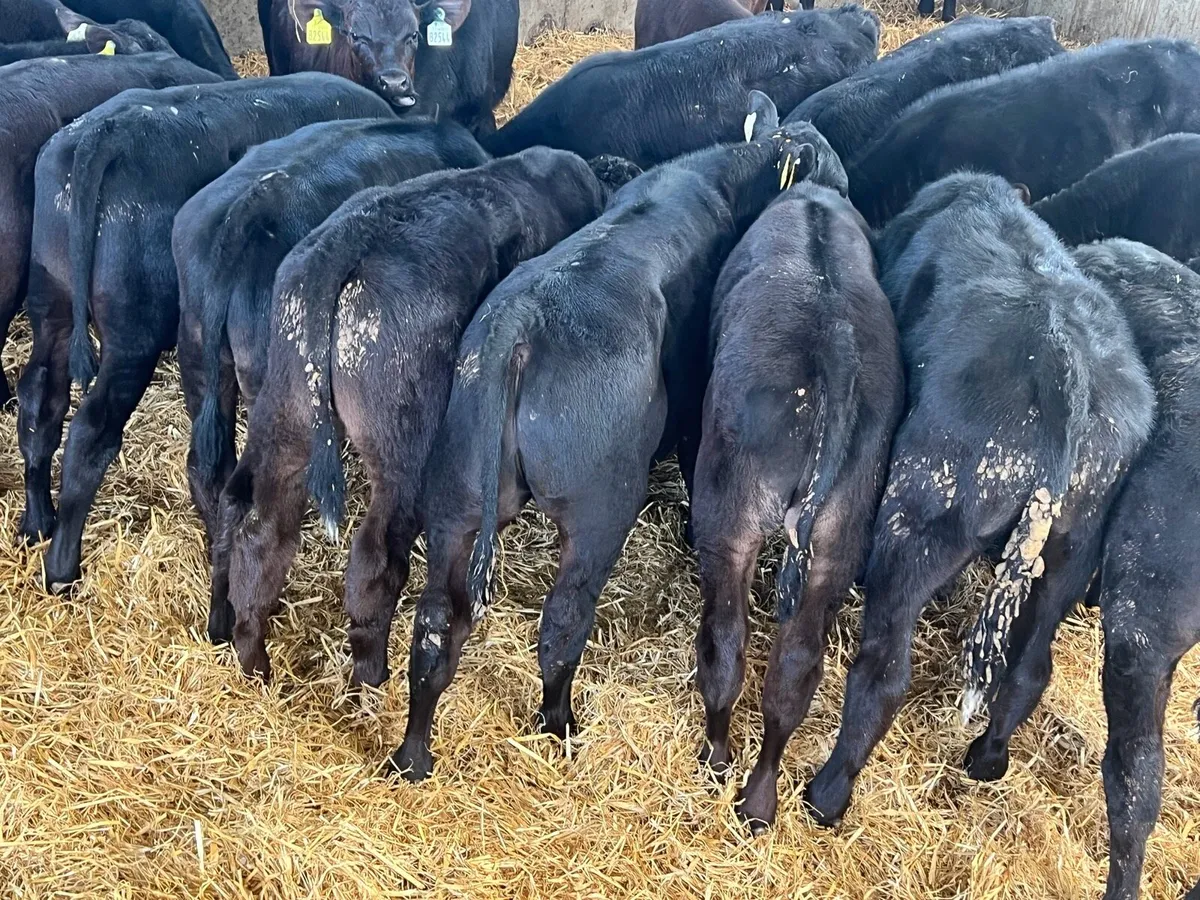 Aberdeen Angus Bulls - Image 4