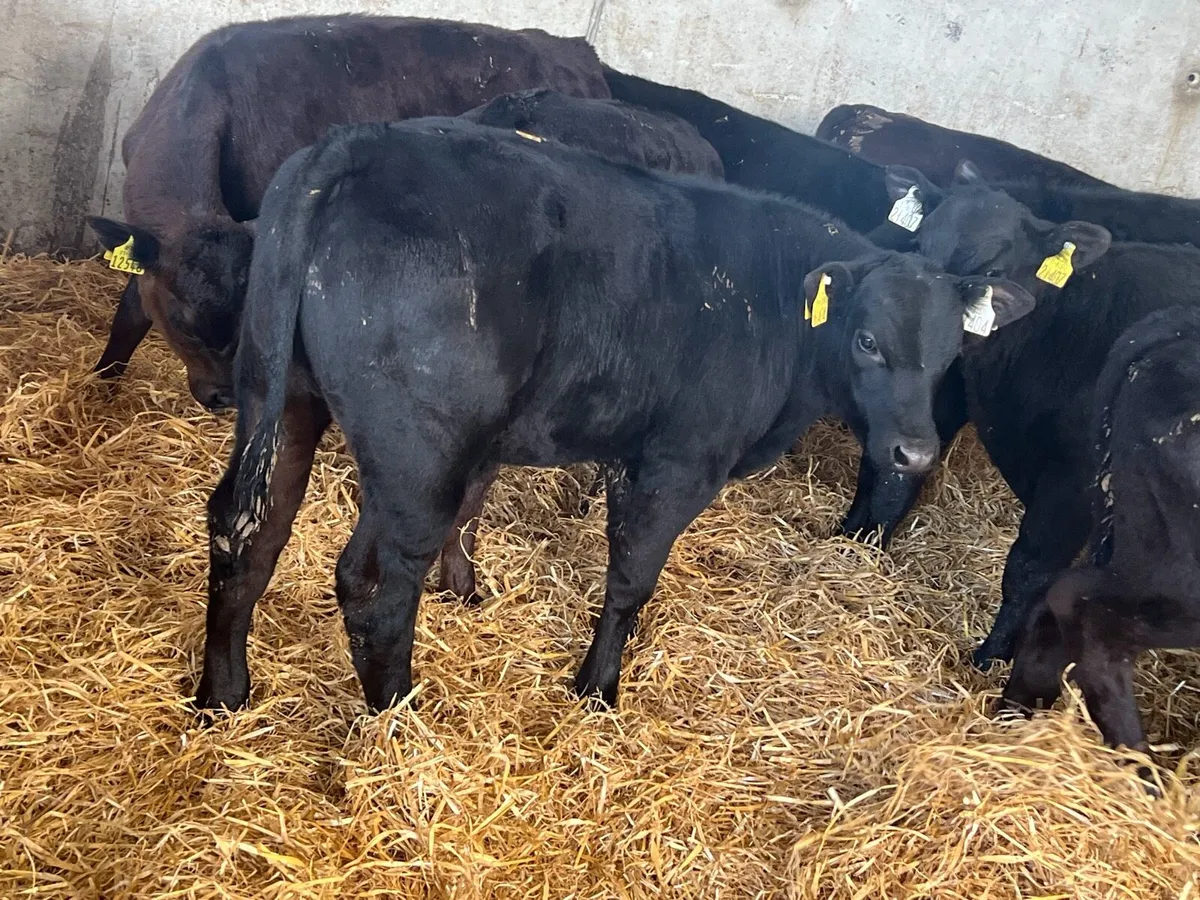 Aberdeen Angus Bulls - Image 1