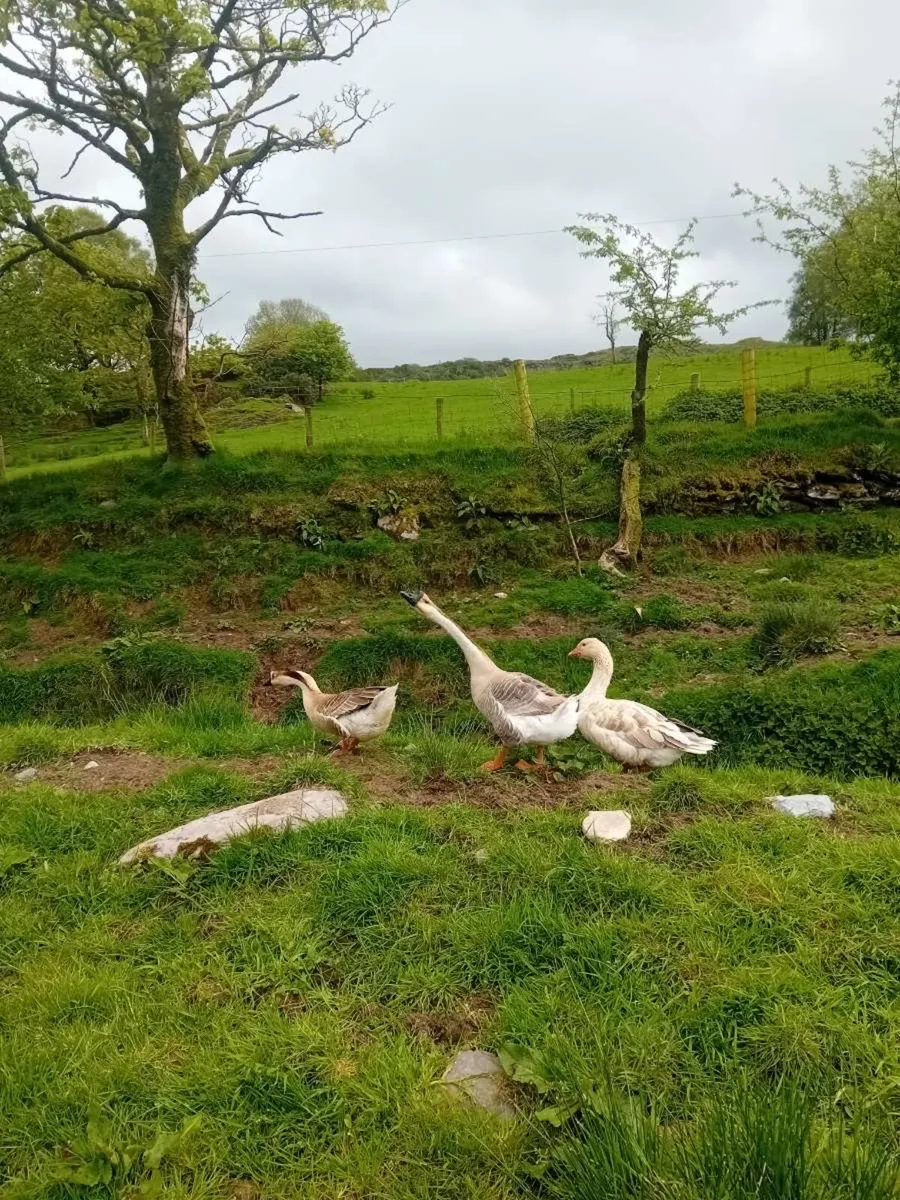 Chinese geese - Image 1