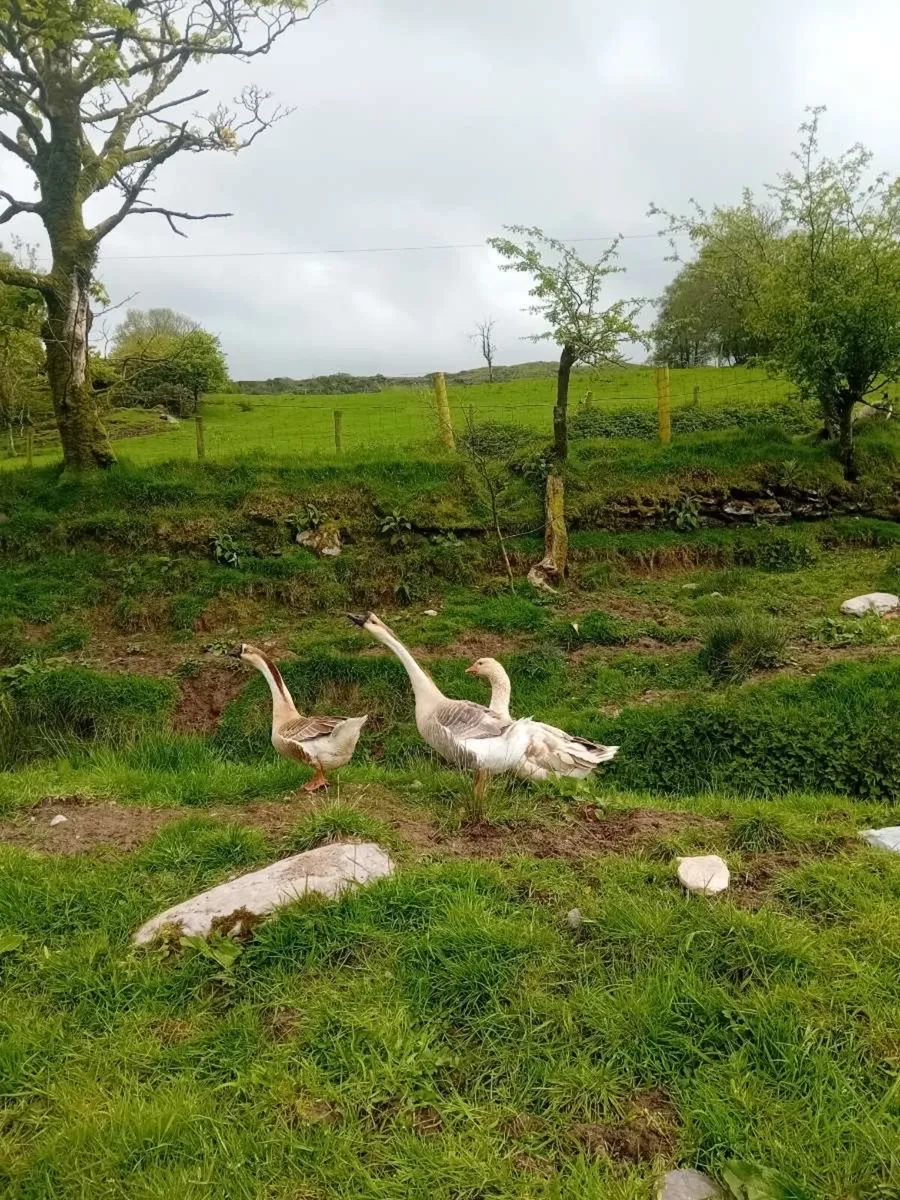 Chinese geese - Image 2