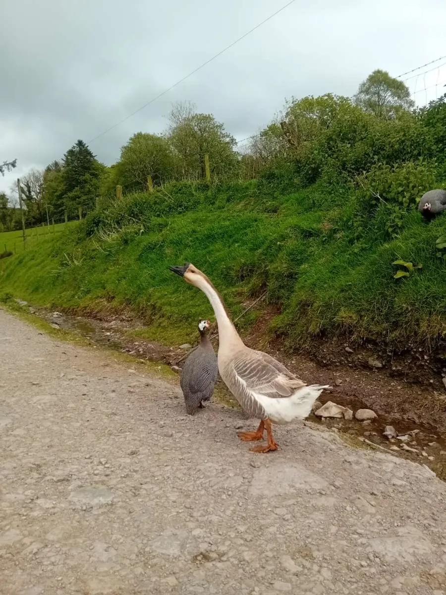 Chinese geese - Image 3