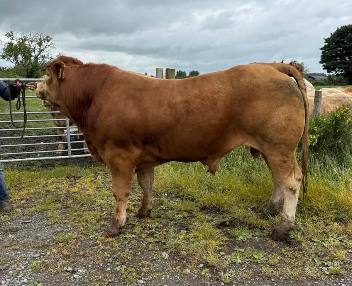 Pbr limousin bull - Image 4